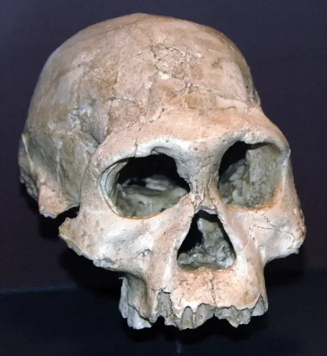 Homo georgicus photo