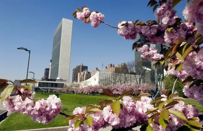 Cherry Blossoms at United Nations Headquarters United Nations Photo united nations headquarters photo