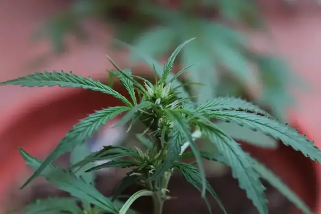 Cannabis amian84 cannabis photo