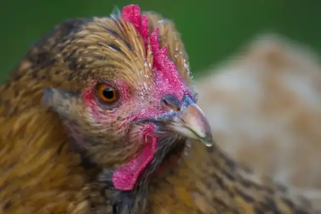 poule orpington Domaine de Drogant poule photo