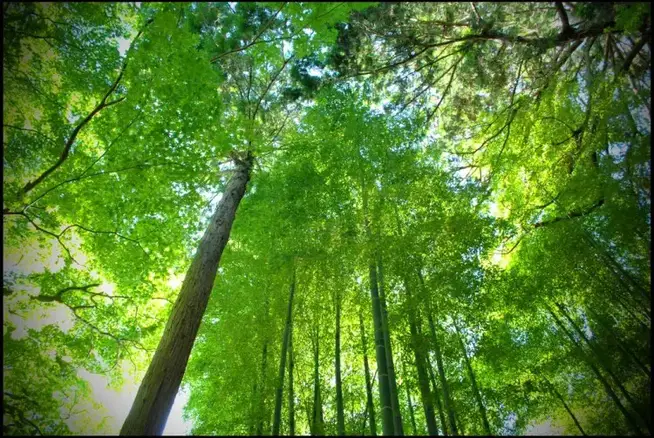 Save the world!! by Pavel ahmed kyoto protocol photo