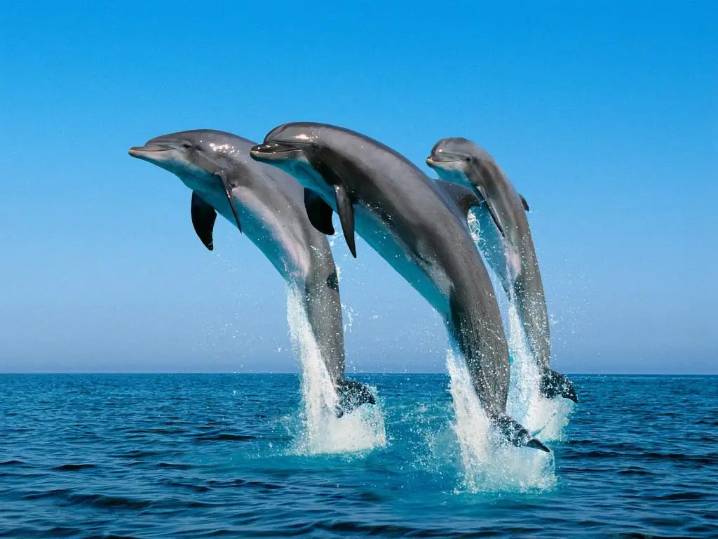 colonie de dauphins échoués le 18 février