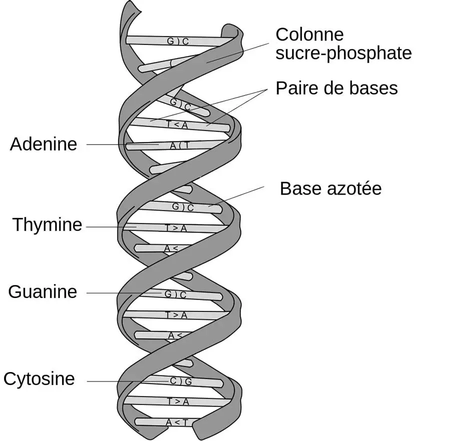 structure-ADN
