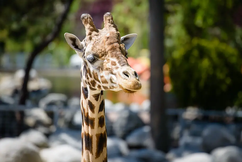 girafe photo